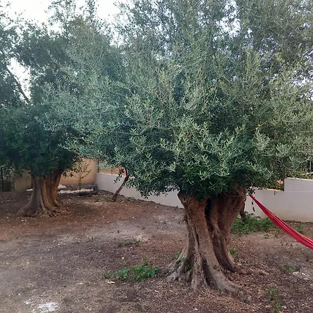 Areti * Skala (Kefalonia)